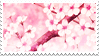 Sakura Stamp!